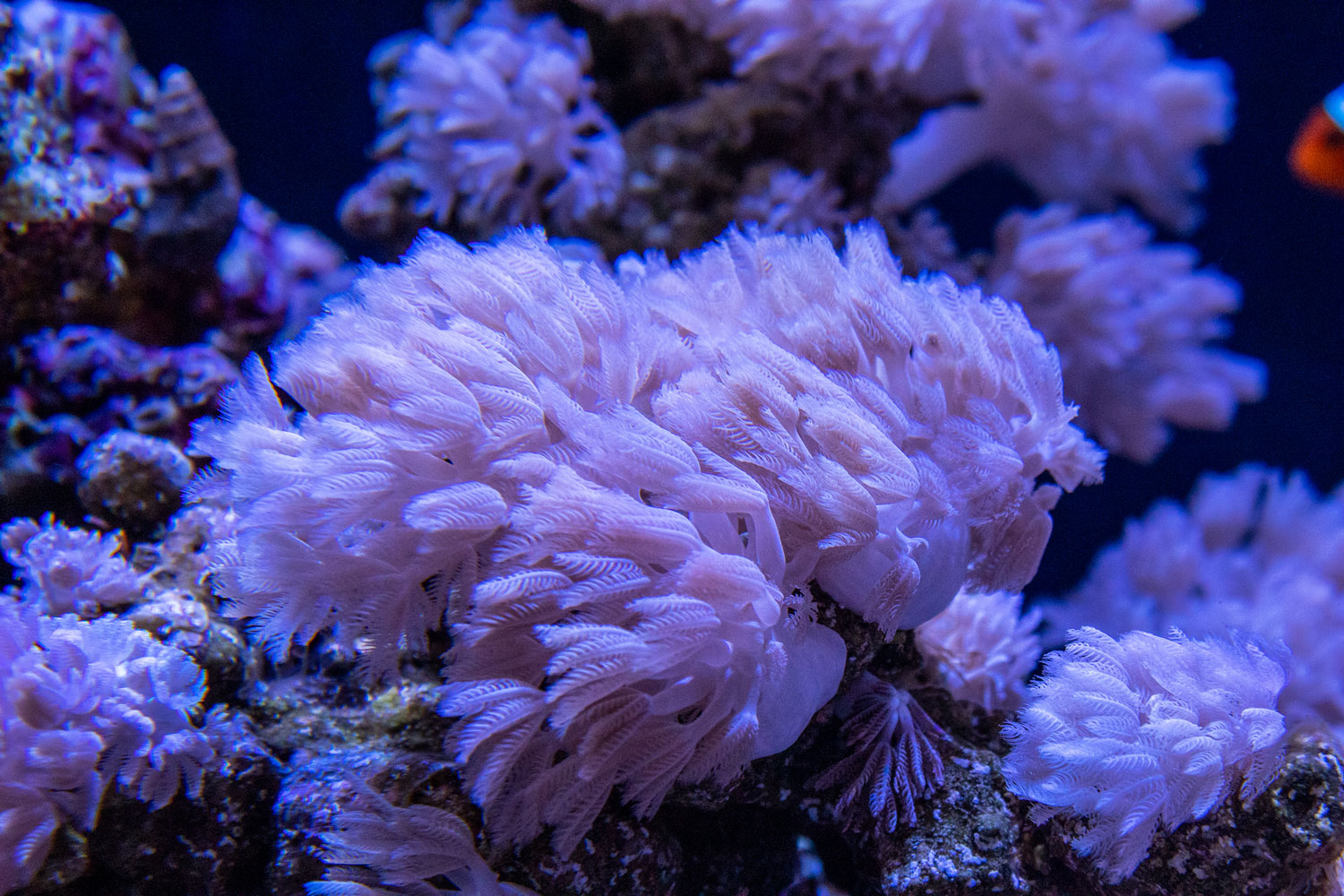 The soft coral Xenia growing in Carnegie's coral research facility, courtesy of Jeremy Hayes.
