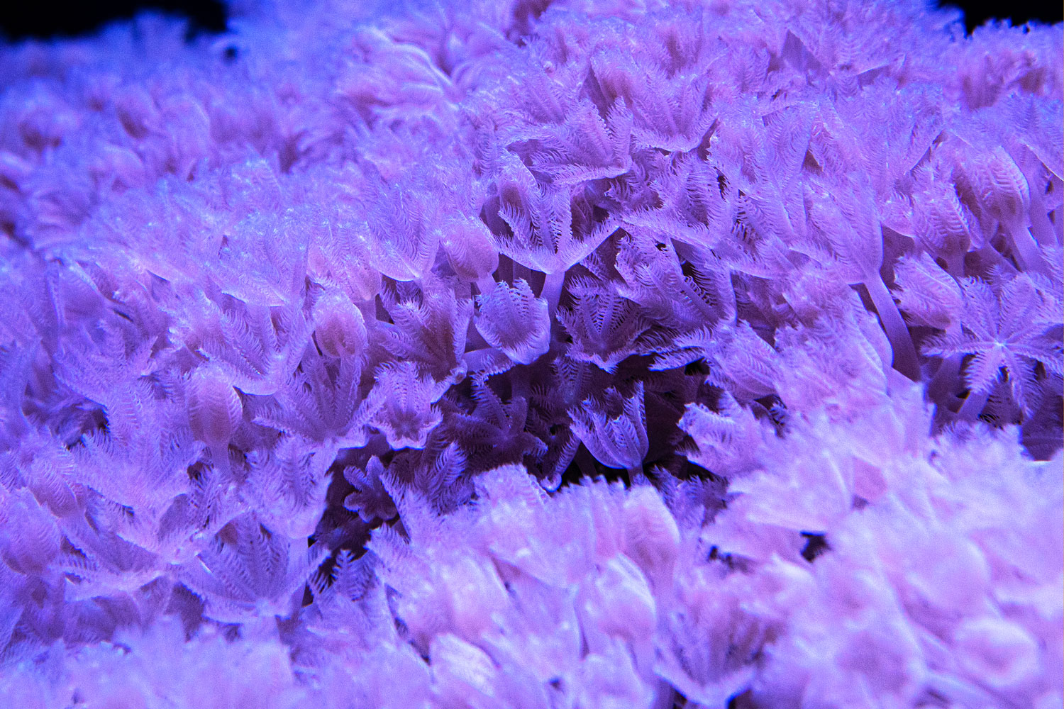 The soft coral Xenia in Carnegie's coral research facility, courtesy of Jeremy Hayes.