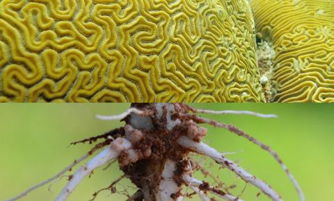 Coral and legume roots. New staff scientists study symbiosis in these systems.
